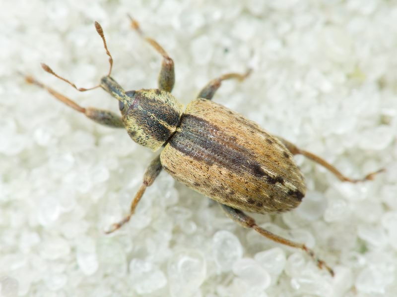 Hypera (Hypera) postica (Gyllenhal, 1813)